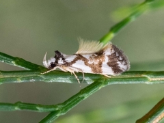 Machetis aphrobola