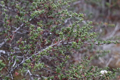 Ceanothus dentatus