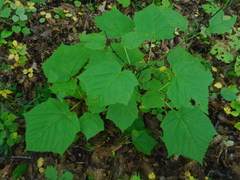 Acer tegmentosum