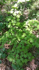 Acer pseudosieboldianum