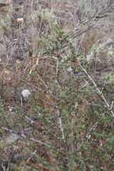 Ceanothus dentatus