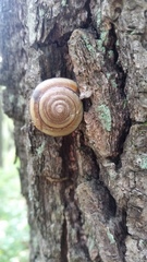 Karaftohelix maackii