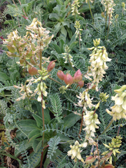 Astragalus nuttallii nuttallii