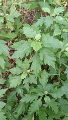 Artemisia stolonifera