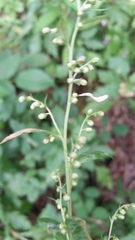 Artemisia stolonifera