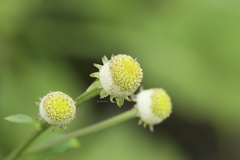 Myriactis nepalensis