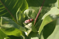 Tetraopes annulatus