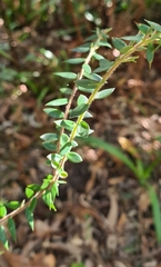 Acrotriche divaricata