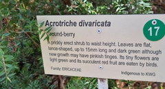 Acrotriche divaricata