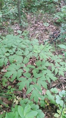 Actaea asiatica