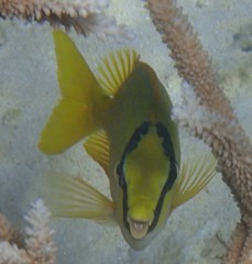 Siganus puellus