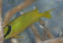 Siganus puellus