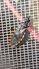 Triatoma eratyrusiformis