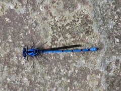 Argia chelata