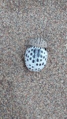 Omorgus pastillarius