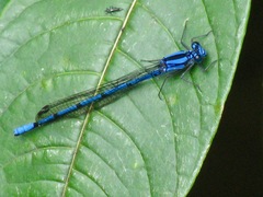 Argia chelata