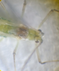 Aphididae