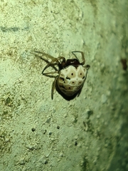 Hypognatha