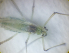 Aphididae