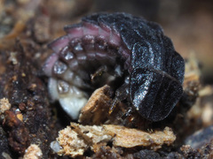 Phosphaenus hemipterus