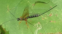 Acaenitinae
