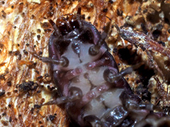 Phosphaenus hemipterus