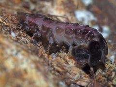 Phosphaenus hemipterus