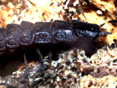 Phosphaenus hemipterus