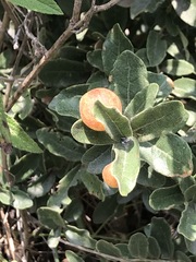 Quercus striatula