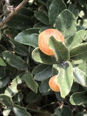 Quercus striatula