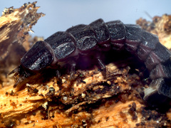 Phosphaenus hemipterus