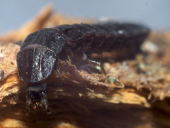 Phosphaenus hemipterus