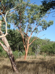 Eucalyptus tintinnans