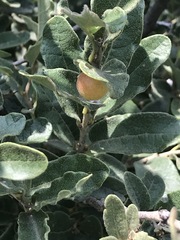Quercus striatula