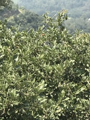 Quercus striatula