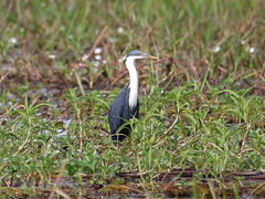 Egretta picata