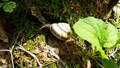 Karaftohelix maackii