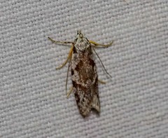 Oxythecta hieroglyphica