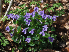 Viola × bavarica