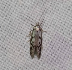 Oxythecta hieroglyphica