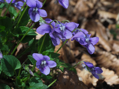 Viola × bavarica