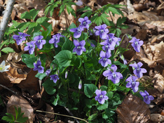 Viola × bavarica