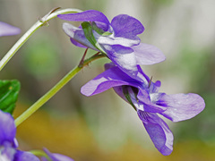 Viola × bavarica