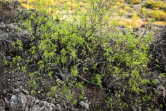 Bursera laxiflora