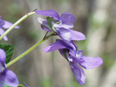 Viola × bavarica