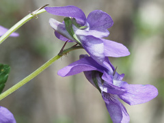 Viola × bavarica