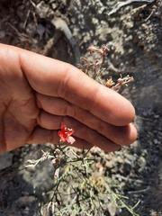 Ipomopsis tenuifolia