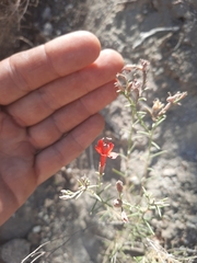 Ipomopsis tenuifolia