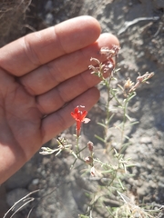 Ipomopsis tenuifolia