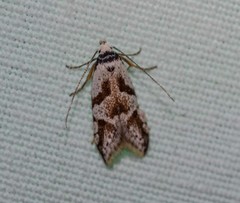 Oxythecta hieroglyphica